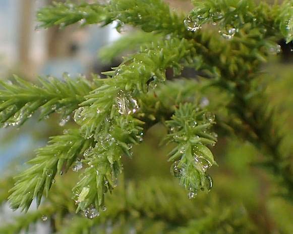 Figure 1. Water droplet coalescence on cedar needles