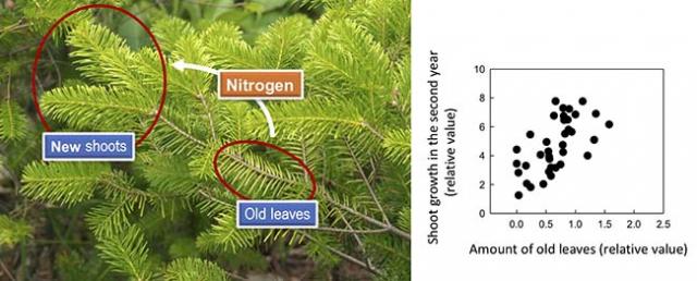 Figure. Growth of Abies sachalinensis seedlings