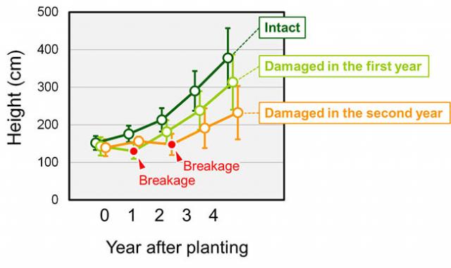 Figure 3：Tree growth up to the 4th year after planting