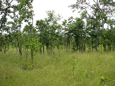 Photo:A dry deciduous forest in Cambodia