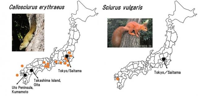photo：(Callosciurus erythraeus; left) (Sciurus vulgaris; right)