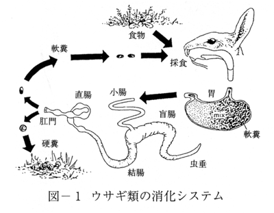 [図-1 ウサギ類の消化システム]