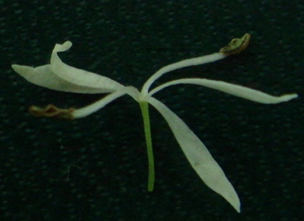アオダモの雄性花