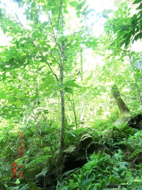 写真-3オガサワラグワ保存木（実生）