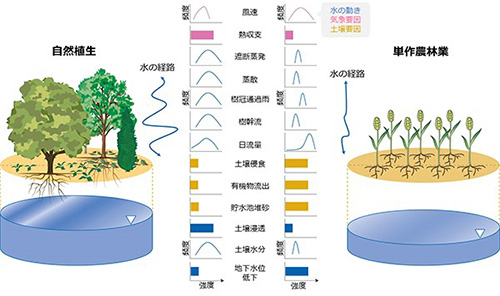 図 自然植生と単作農林業での水の経路の違いの概念図