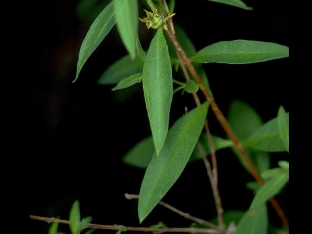 キバナミソハギの葉