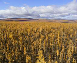 Larch forest in Siberia