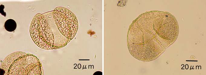 写真２　バイカル湖の湖底堆積物から産出したマツ属花粉（左）とトウヒ属花粉（右）