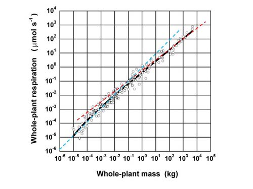 図２　根を含んだ個体重量(Whole-plant mass)−全個体呼吸(Whole-plant respiration)の関係