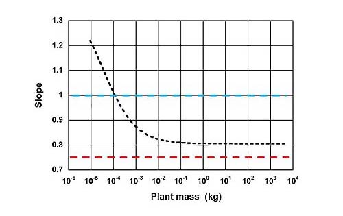 図３　個体重量（plant mass）に応じて変化する混合べき関数の傾き（Slope）