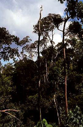 brunei forest
