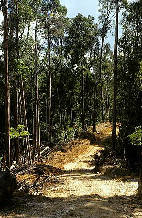 brunei forest after logging