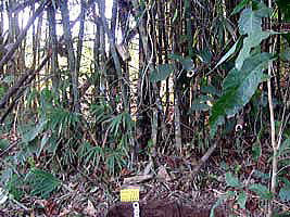 kanchanaburi bamboo