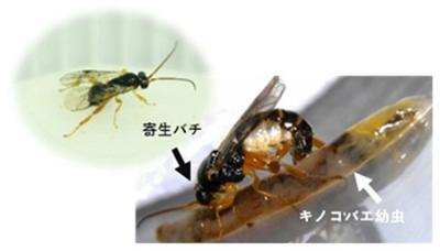 図2.ナガマドキノコバエ類の寄生バチ（左図）とキノコバエの幼虫の体内に卵を産みつけている（右図）