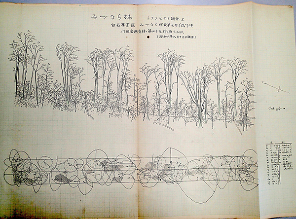 図4.ミズナラ天然林の精緻な森林断⾯図