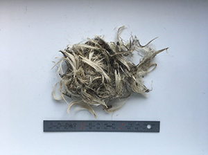 写真b)ノネコの糞1個の内容物から検出されたオオミズナギドリの羽毛の写真