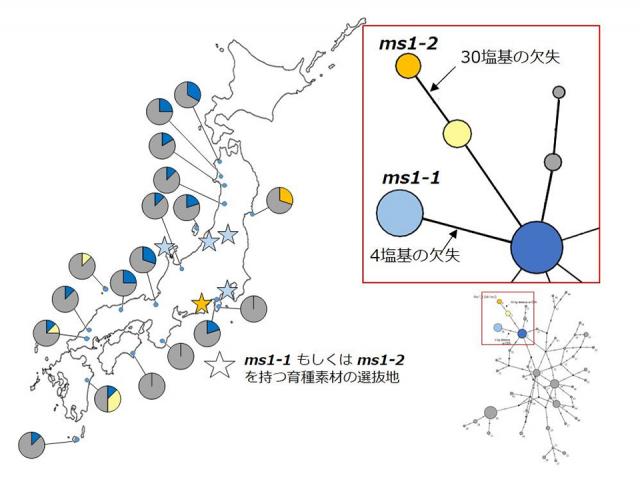 全国のスギの塩基配列を調査した結果とMS1の塩基配列を基に類似性が⾼い系統間を連結したネットワーク図