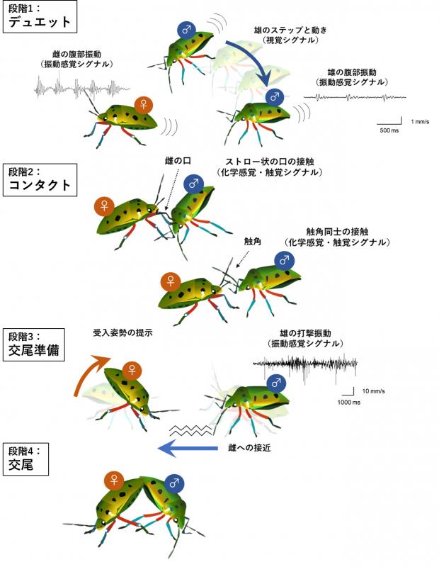 図2.雄と雌のペアが特徴的な一連の行動を示した図