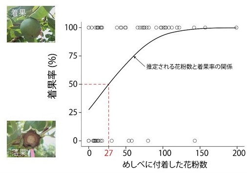 推定される花粉数と着果率の関係を示したグラフ