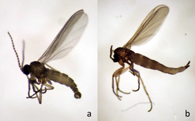 体長2mm前後の微小なクロバネキノコバエ類の1種、左オス、右メスの写真
