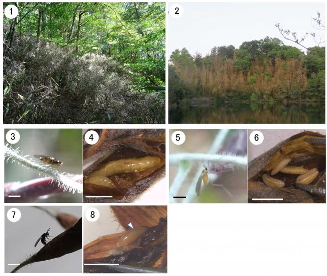 スズタケ、ハチクや、ササノミ モグリバエ、タマバエ、寄生蜂などの成虫と幼虫の写真