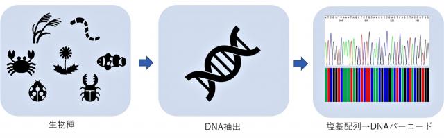図1各生物種より抽出したDNAから塩基配列を解読し、バーコード状に表すまでの流れを示した図