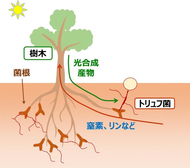 図2樹木の根に共生して増殖する菌根菌(トリュフ)の増殖様式を示した図