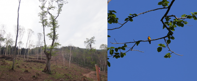 写真左側、トドマツ人工林を伐採した様子と、右側はキビタキの写真