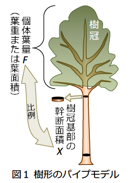 図1 樹形のパイプモデル