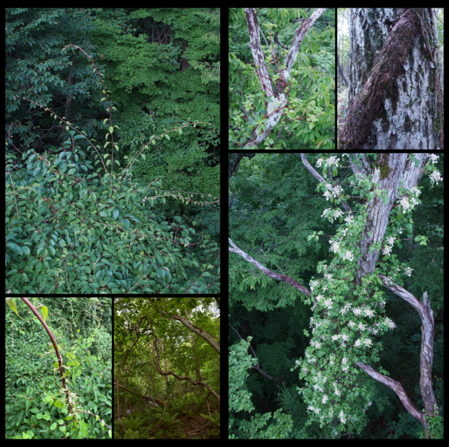 様々な木本性つる植物の写真