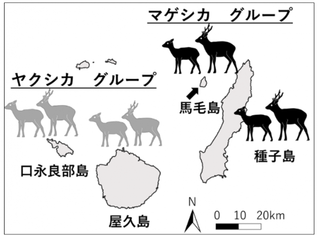 図1 大隅諸島（馬毛島、種子島、屋久島、口永良部島）に生息するニホンジカの関係性を表した図