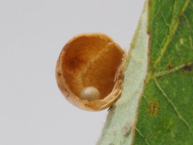 写真2 カシワの葉に形成された直径1cmほどの丸い虫こぶの写真