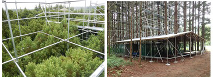 左：足場を組んで約20mの高さからみたスギの様子。右：土壌を乾燥させるため、スギ林内の地上約4mの高さに設置した10m四方の雨よけ用の屋根