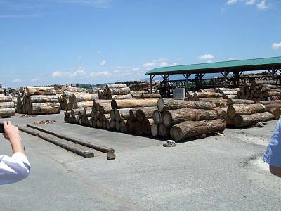 コナラやケヤキなど広葉樹を取り扱う原木市場