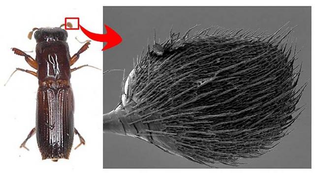 写真1：カシノナガキクイムシのオス成虫（左）と触角先端の電顕写真（右）