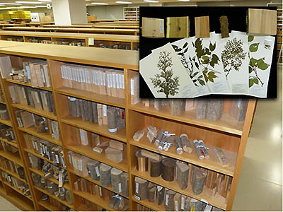 木材標本室（木の図書館）