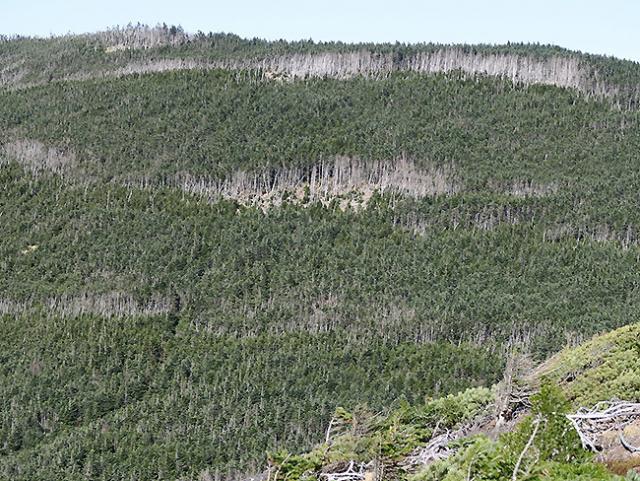 写真1. 北八ヶ岳縞枯山の縞枯れ林で、枯れ木が帯状に並んで見える