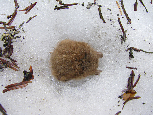 写真2：春、雪解けにより残雪の表面に現れたコテングコウモリ