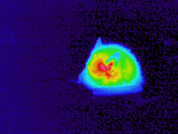 写真3：日没後66分、体温を上げるコテングコウモリ（サーモグラフィ画像）