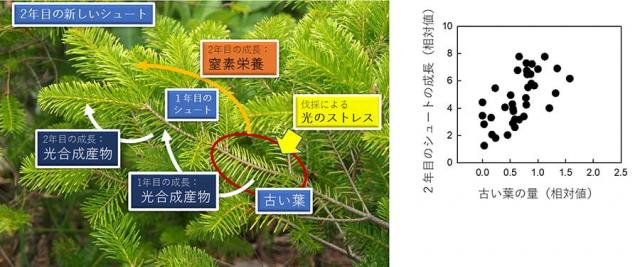 図1：上木伐採後2年目のトドマツ稚樹の成長