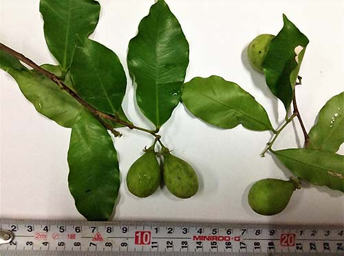 写真2：この研究でも用いたマラッカジンコウの枝葉と果実