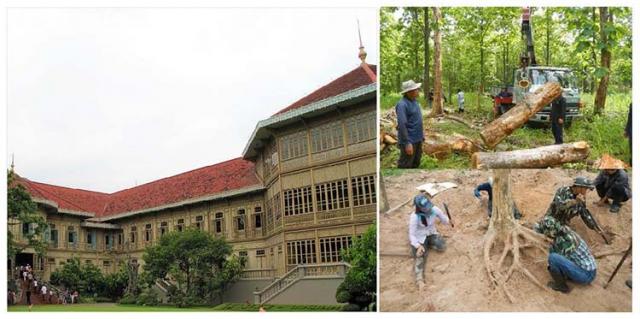 写真：総チーク作りのウィマンメーク宮殿、幹の重量測定と根の掘り取りの様子