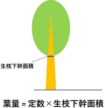 図1 パイプモデル理論の基づく葉量の推定