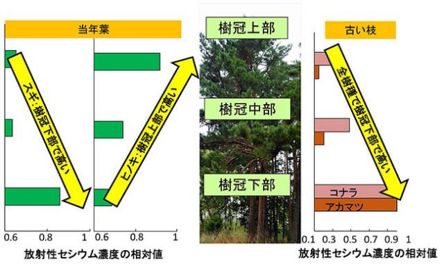 図：当年葉と旧枝の樹冠位置による放射性セシウム濃度の分布
