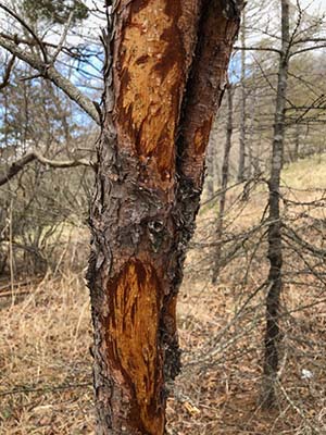 写真：シカが皮剥ぎした立木