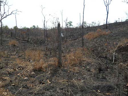 写真1 カラカラに乾いた乾季の熱帯落葉林
