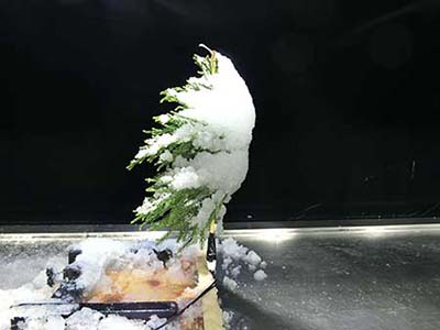 写真：風洞装置で人工的に着雪させたスギの枝葉の様子