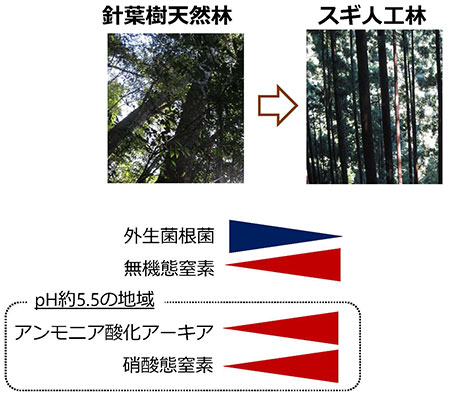 図1：針葉樹天然林のスギ人工林化による土壌微生物群集組成と無機態窒素量の変化