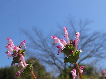 青空を仰ぎ見るホトケノザの花