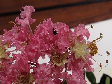 サルスベリの花で花粉を食べるルリマルノミハムシ